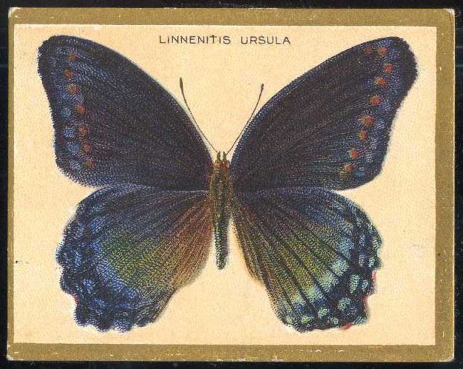 Linnenitis Ursula